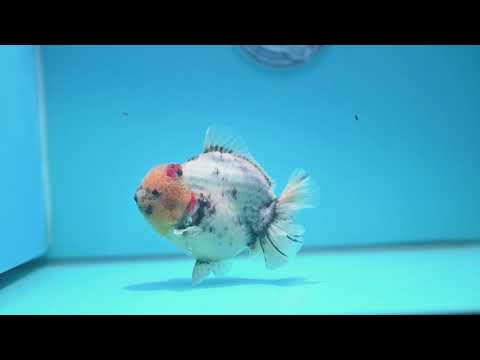 White Tiger Oranda 4.5 inch Body (260313_OR12)