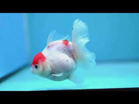 Sakura Oranda 3.5 inch Body (261016_OR06)