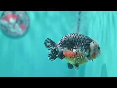 Jumbo Kirin Ranchu 5 inch Body (260619_RC01)