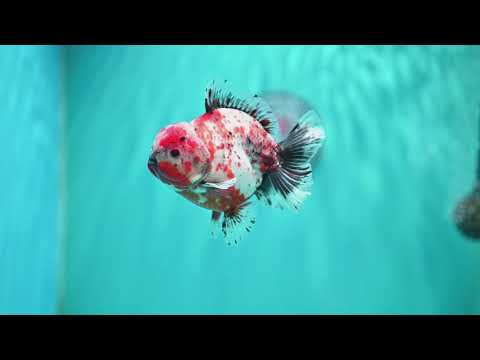 Shogun Calico Oranda 4 inch Body (260515_OR12)