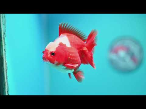Jade Top Red White YuanBao Oranda 3.5 inch Body (260918_OR08)