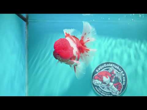 Sakura Orchid Tail Oranda 4 inch Body (260529_OR06)