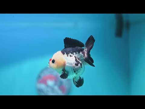 Panda Oranda 3 inch Body (261002_OR07)