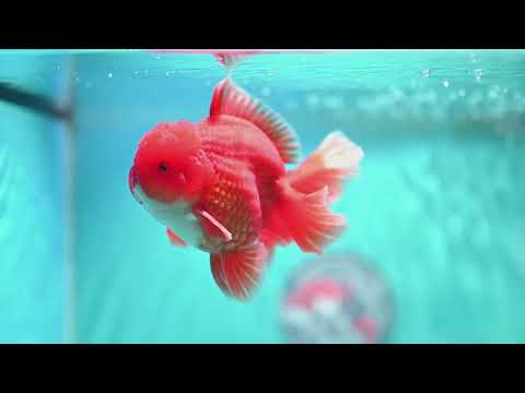 Red White Orchid Tail Oranda 4 inch Body (260821_OR25)