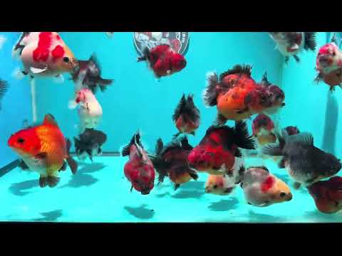Baby Shogun Oranda 2.5-3 inch Body (260925_OR16)