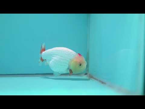 Tancho Red White Ranchu 4.5 inch Body (260925_RC01)