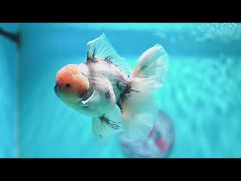 Ink Wash Orchid Tail Oranda 4 inch Body (260529_OR09)