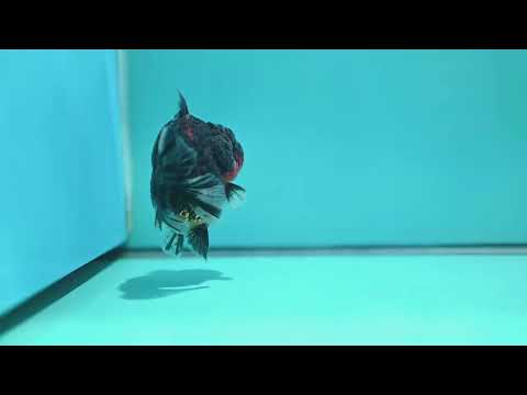 Kirin Oranda 3.5 inch Body (260605_OR05)