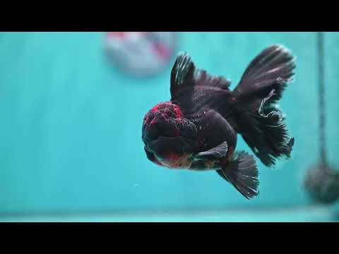 Kirin Orchid Tail Oranda 4 inch Body (260529_OR10)