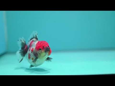 Shogun Tricolor Sakura Oranda 3.2 inch Body (260807_OR17)