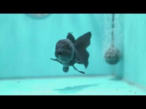 Jet Black Rosetail Oranda 3.5 inch Body (260313_OR03)