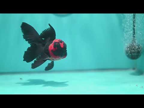 Red Head Black Rosetail Oranda 3.5 inch Body (260313_OR02)