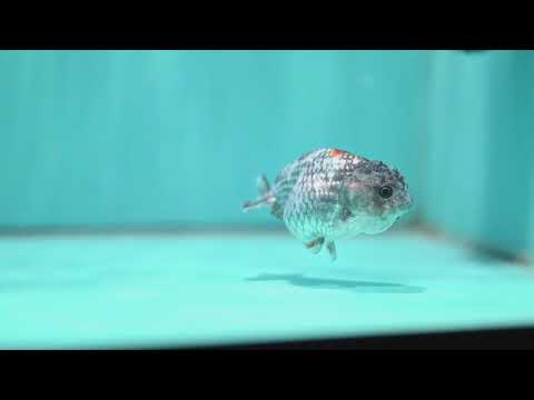 Metallic Tiger Ranchu 3 inch Body (260508_RC06)