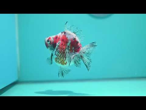 Tricolor Ryukin 3.5 inch Body (260313_RY02)