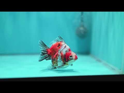 Tricolor Sakura Ryukin 3.5 inch Body (260417_RY02)