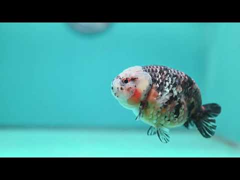 Kirin Ranchu 4.5 inch Body (260814_RC05)
