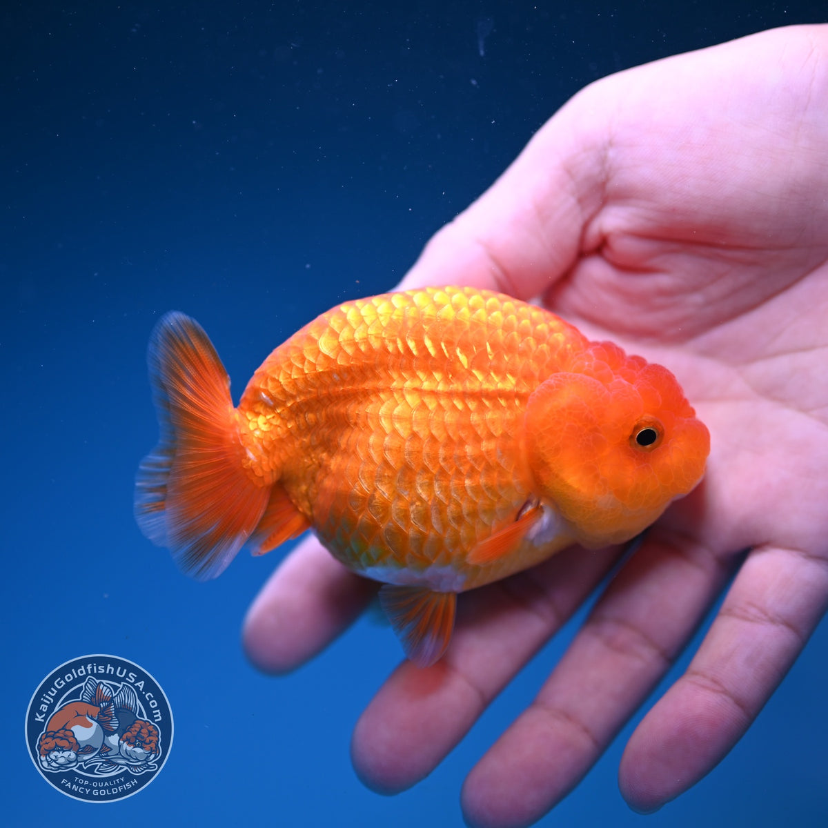 Ranchu inch Body (261016_RC11)