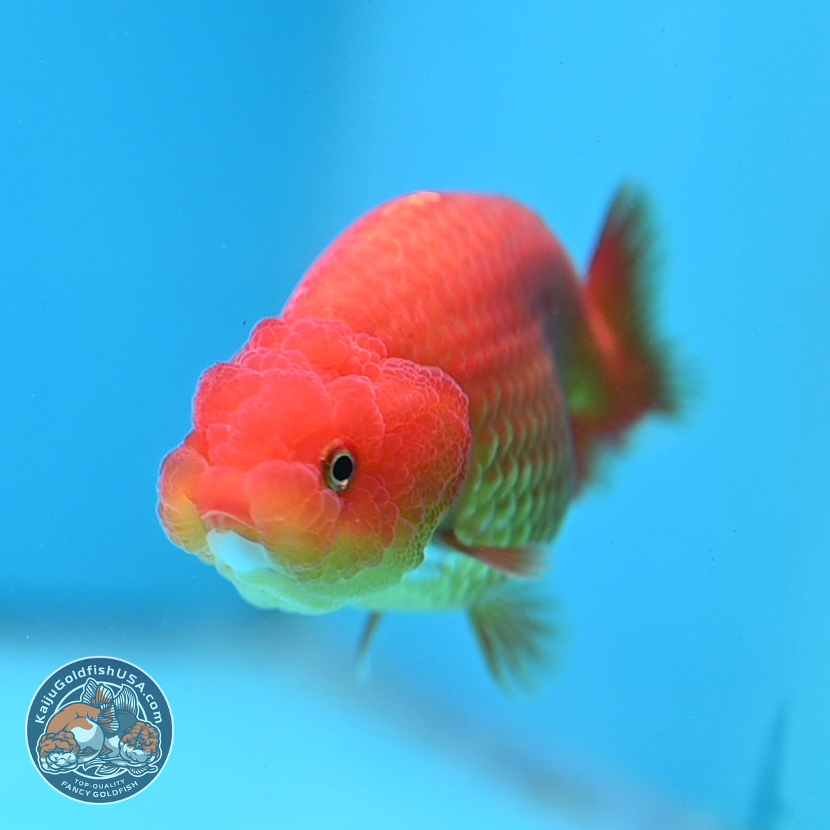Ranchu inch Body (261016_RC11)