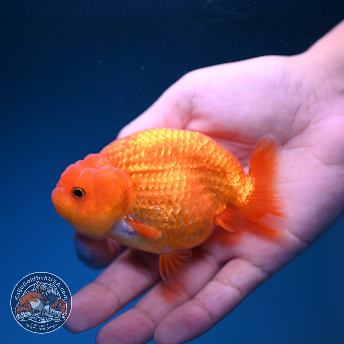 Ranchu inch Body (261016_RC11)