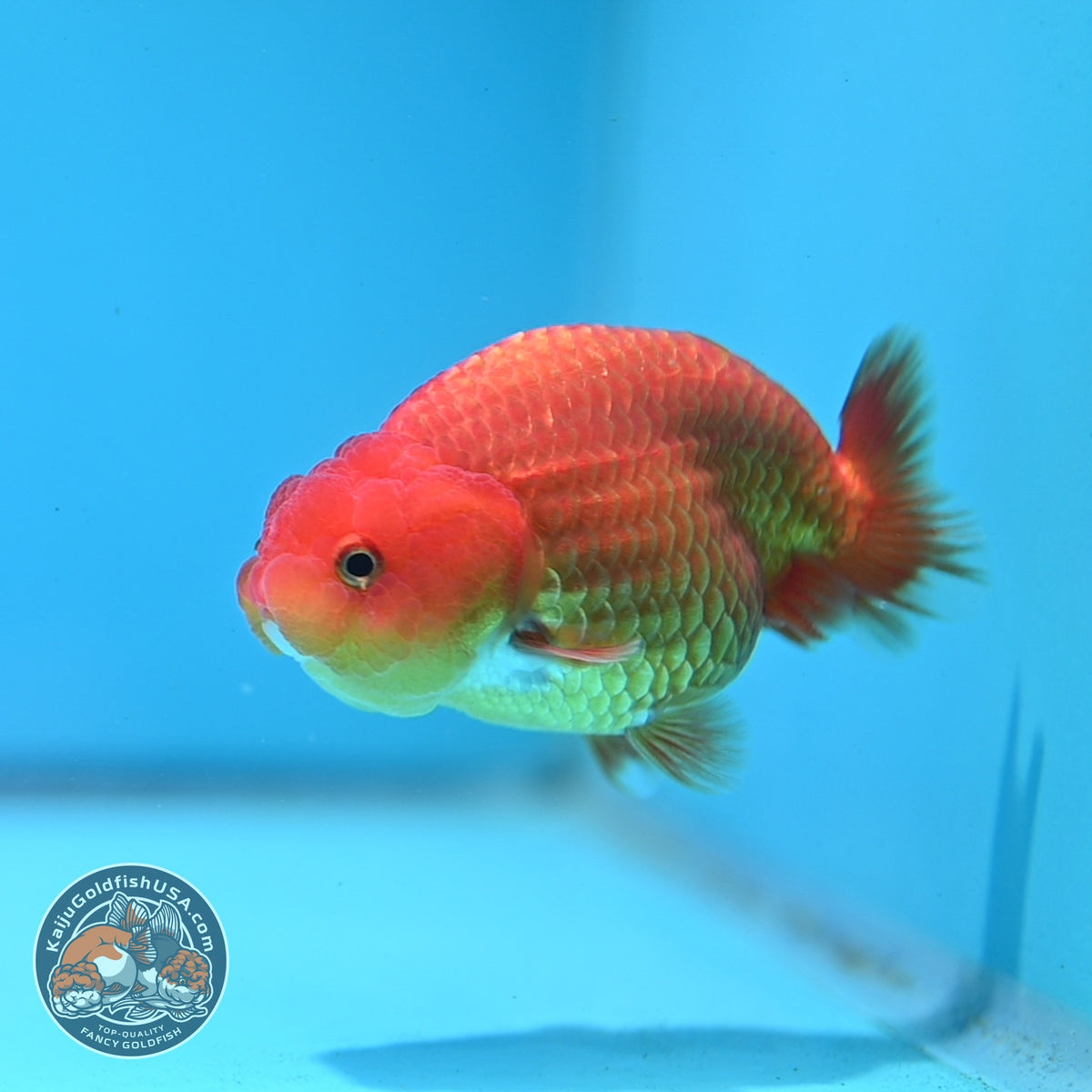 Ranchu inch Body (261016_RC11)