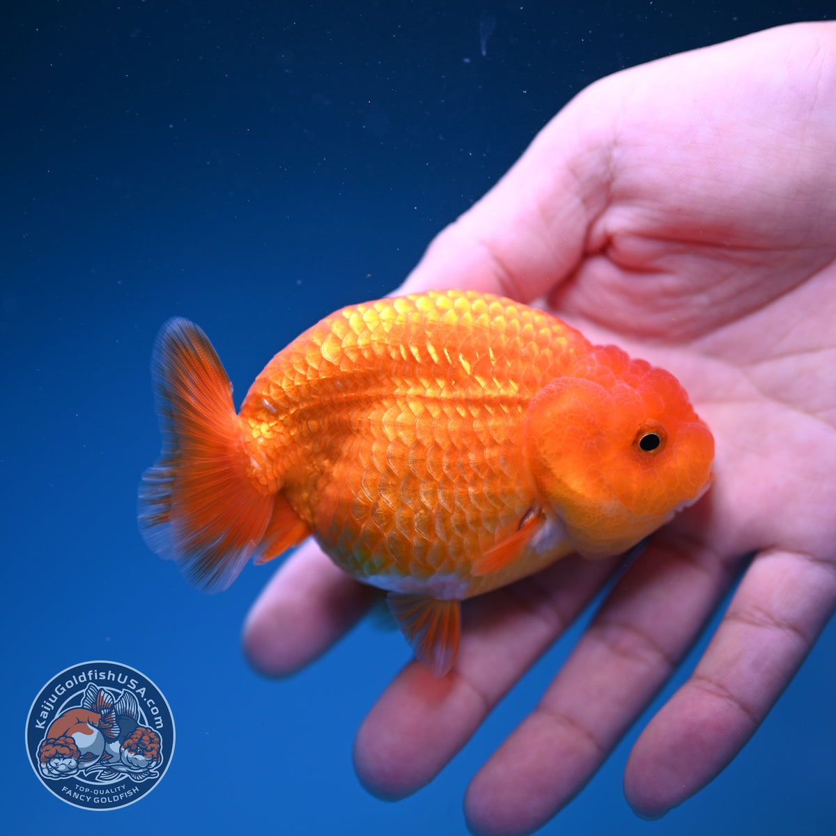 Ranchu inch Body (261016_RC11)