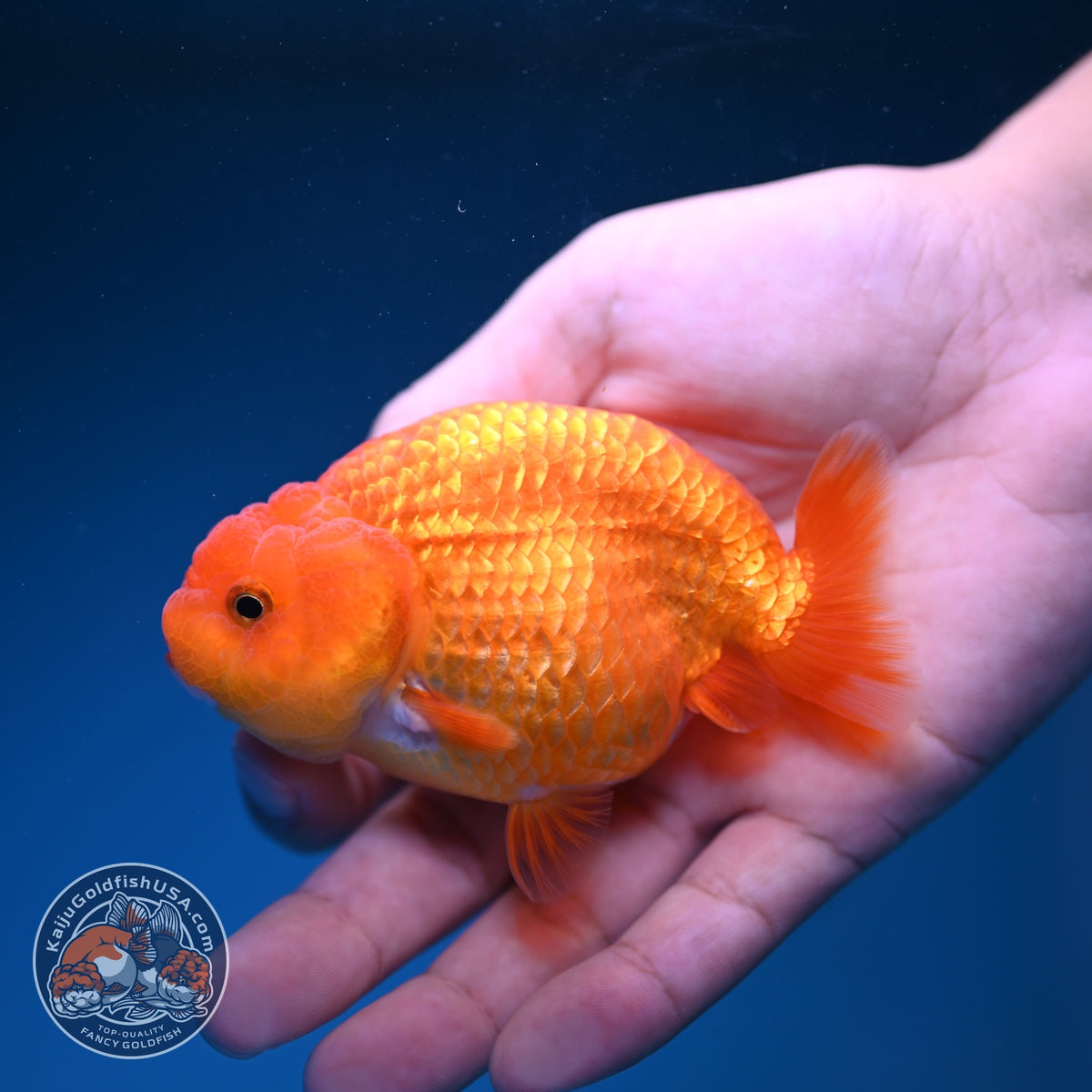 Ranchu inch Body (261016_RC11)