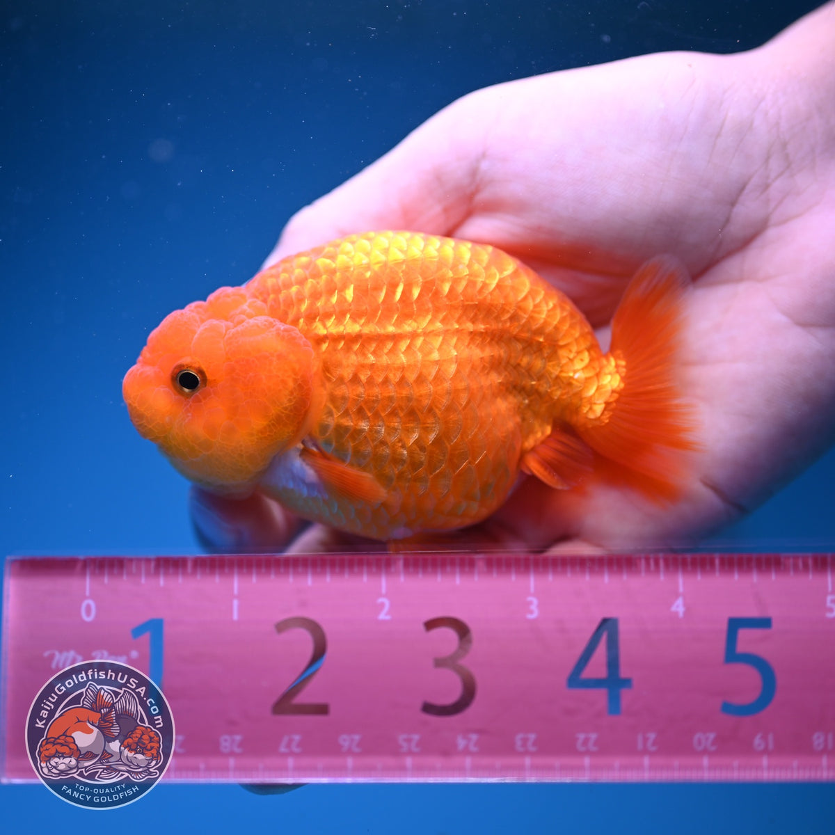 Ranchu inch Body (261016_RC11)