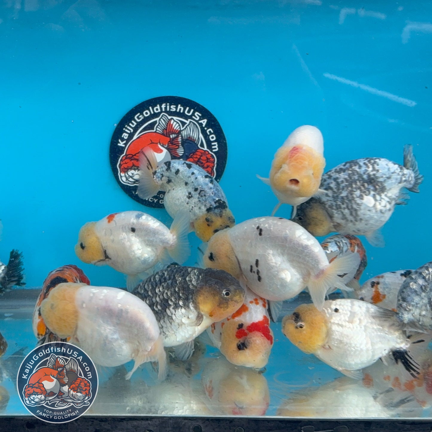 Random Pack - 3 Pcs - Ranchu 3-3.5 inch Body (251205_RC07)