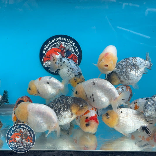 Random Pack - 3 Pcs - Ranchu 3-3.5 inch Body (251205_RC07)