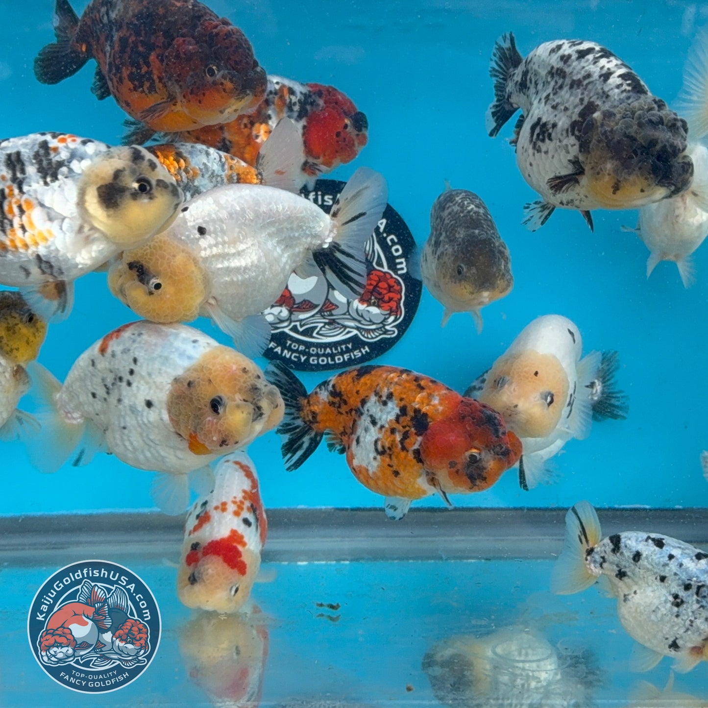 Random Pack - 3 Pcs - Ranchu 3-3.5 inch Body (251205_RC07)