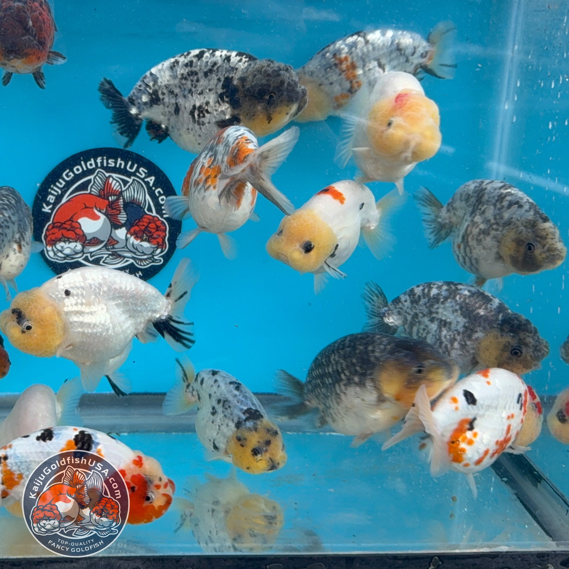 Random Pack - 3 Pcs - Ranchu 3-3.5 inch Body (251205_RC07)