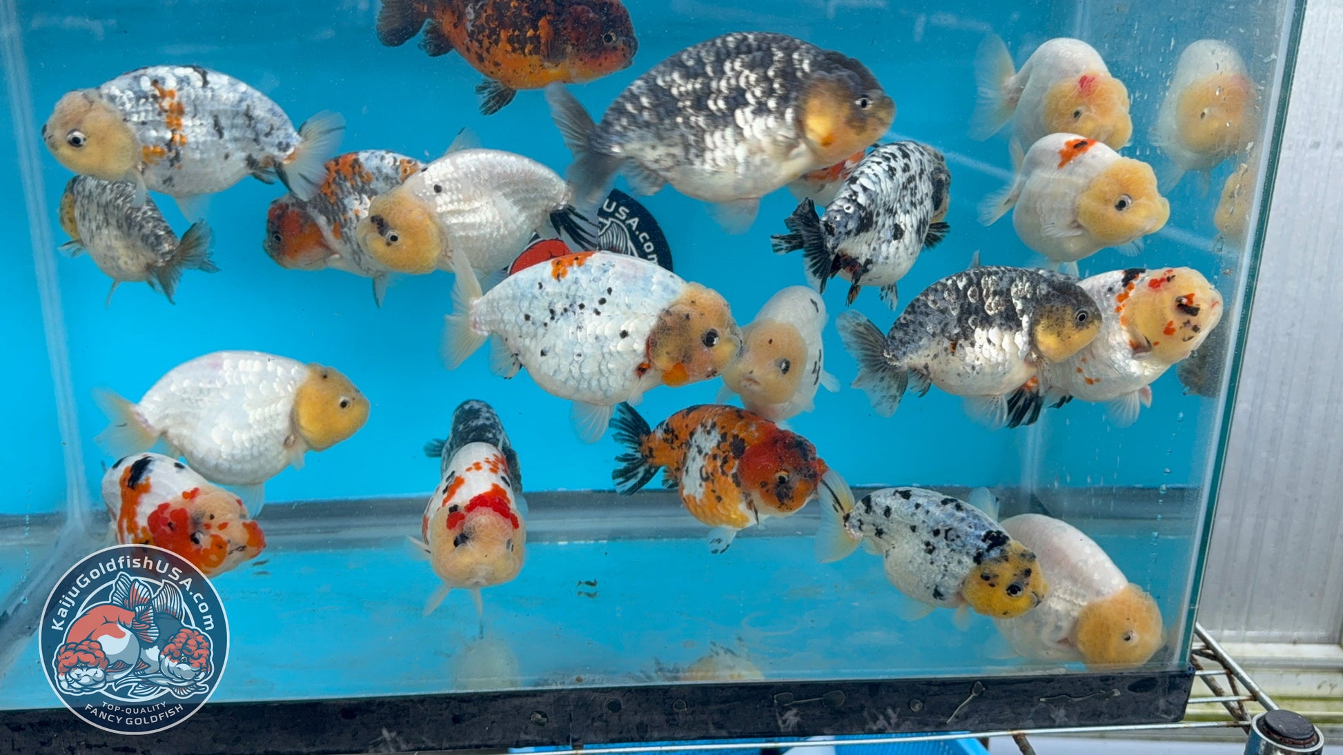 Random Pack - 3 Pcs - Ranchu 3-3.5 inch Body (251205_RC07)