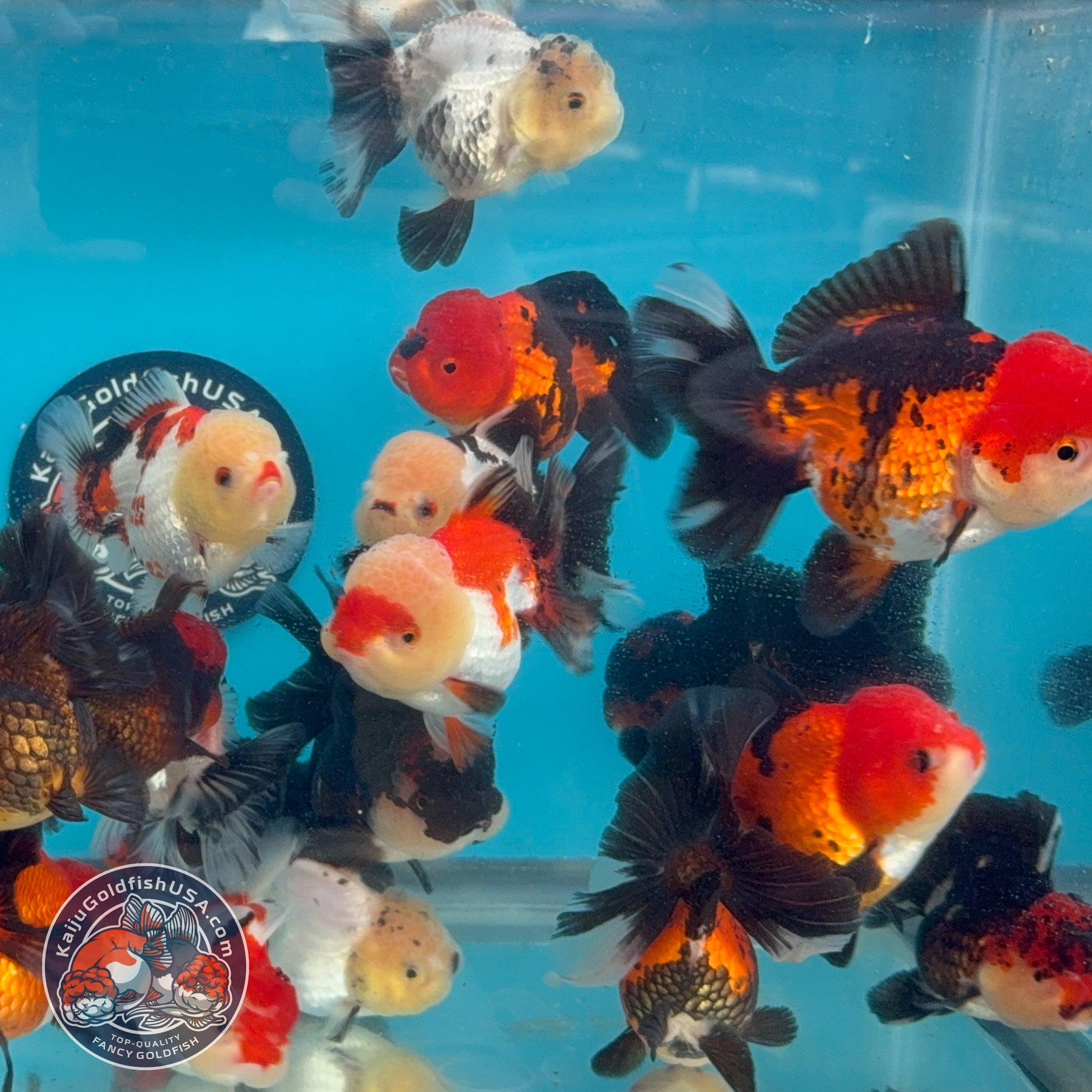 Random Pack - 3 Pcs - Tricolor Oranda 2.8-3.5 inch Body (251205_OR19)