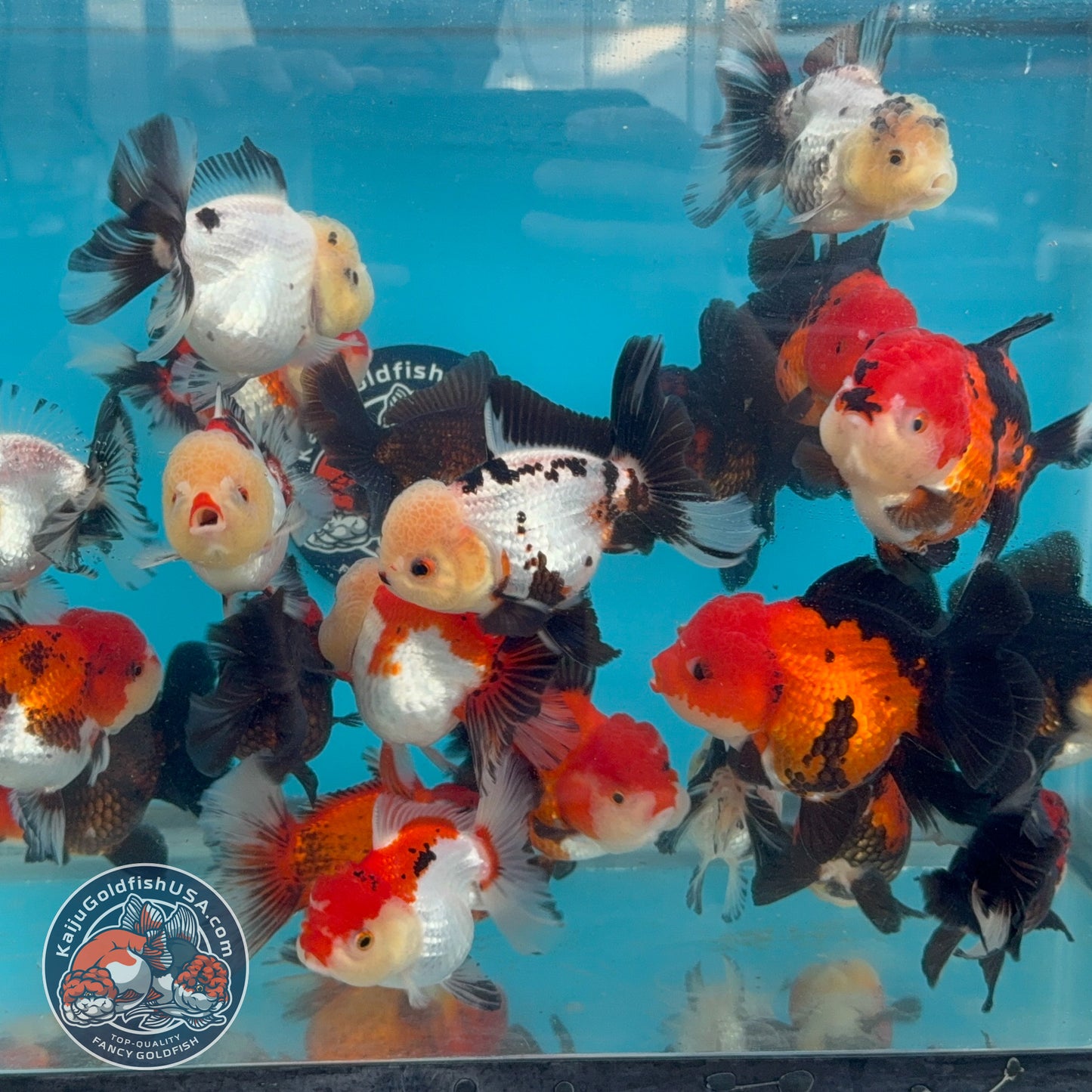 Random Pack - 3 Pcs - Tricolor Oranda 2.8-3.5 inch Body (251205_OR19)