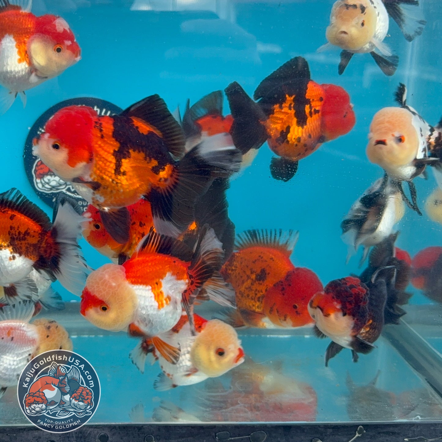 Random Pack - 3 Pcs - Tricolor Oranda 2.8-3.5 inch Body (251205_OR19)