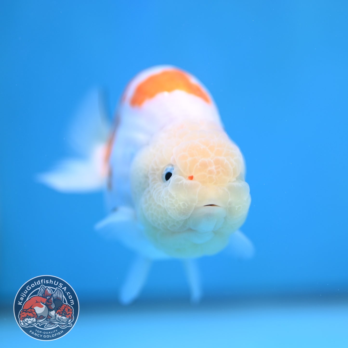 Rare Lemon Sakura Ranchu 4 inch Body (260116_RC01)
