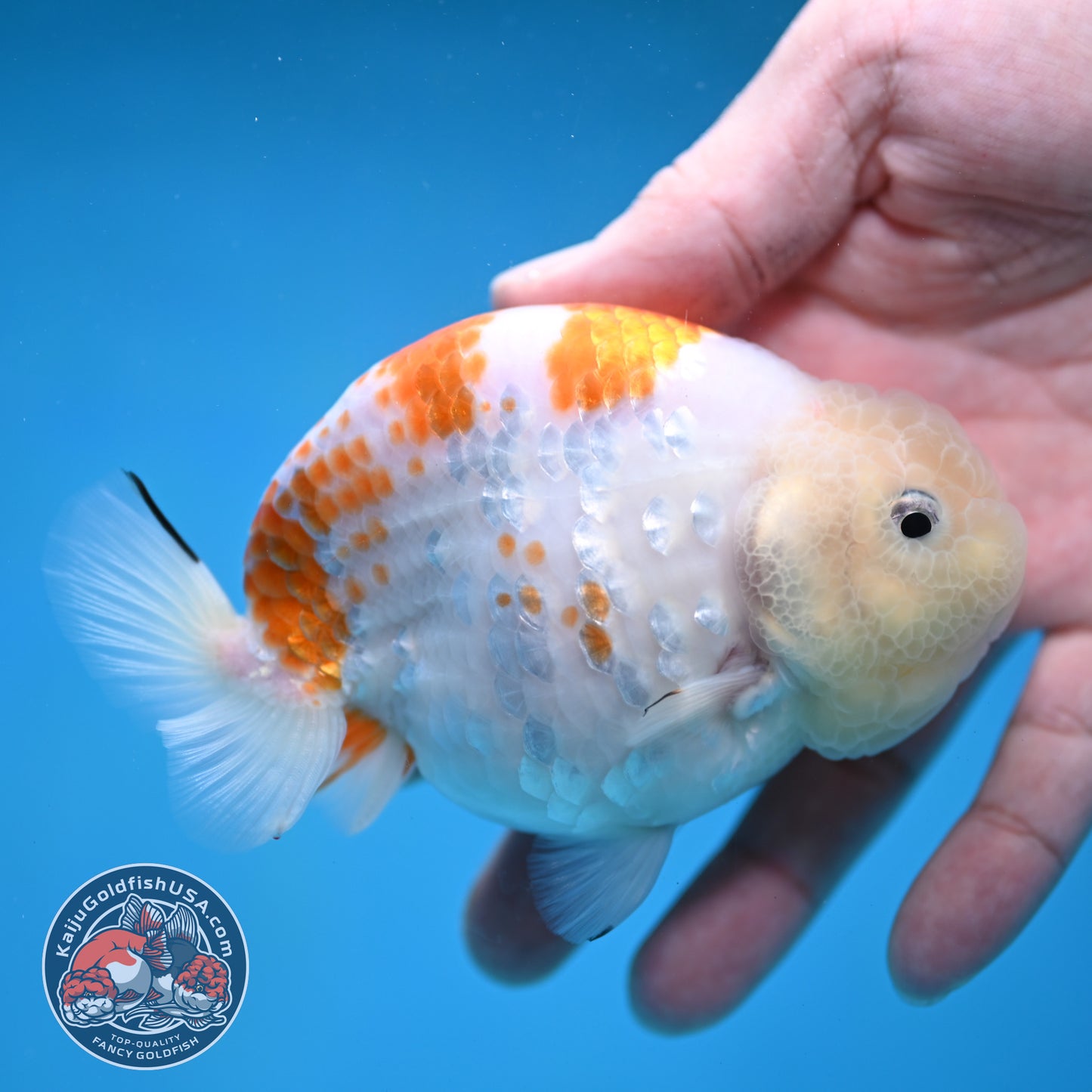 Rare Lemon Sakura Ranchu 4 inch Body (260116_RC01)