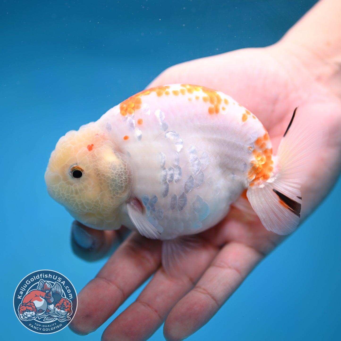 Rare Lemon Sakura Ranchu 4 inch Body (260116_RC01)