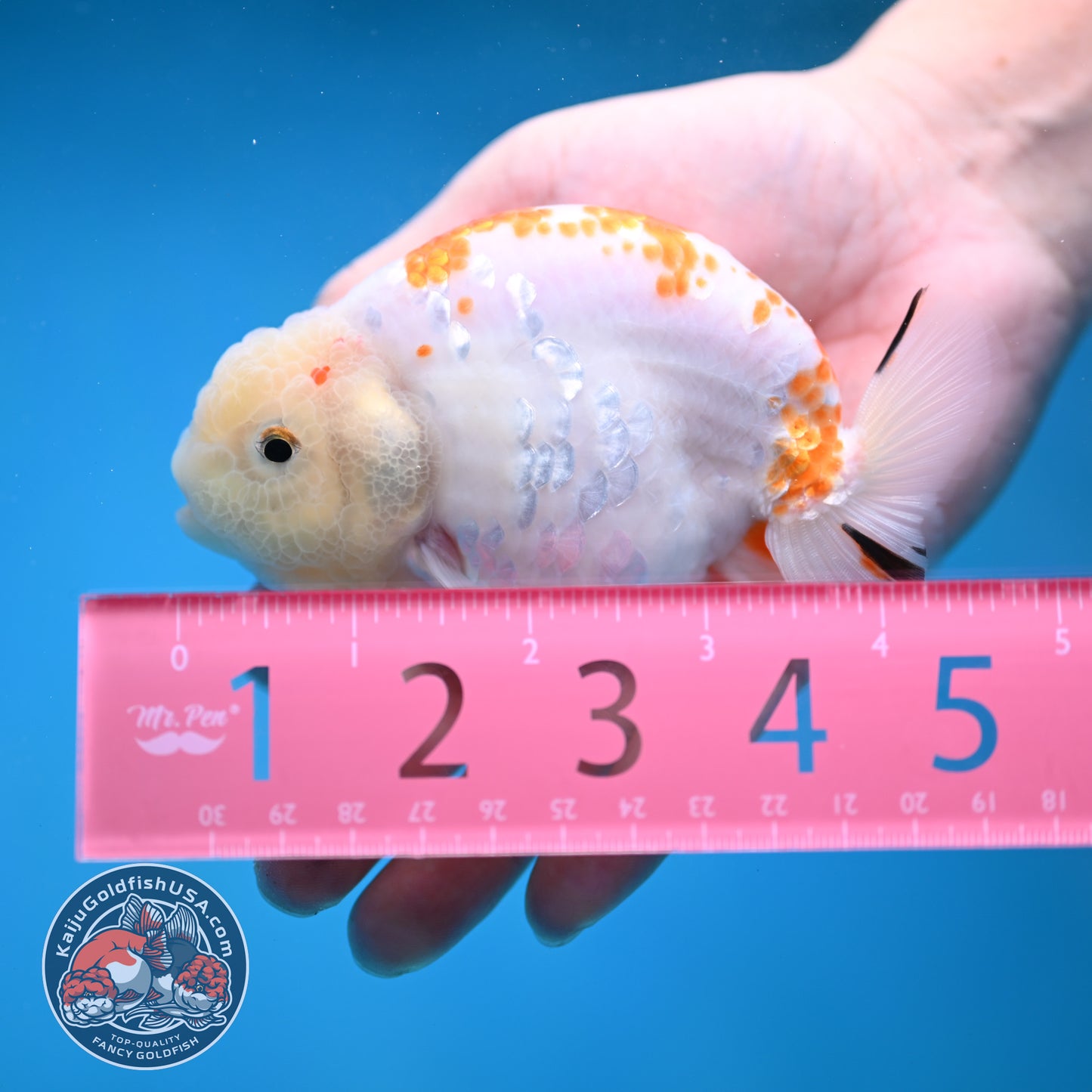 Rare Lemon Sakura Ranchu 4 inch Body (260116_RC01)