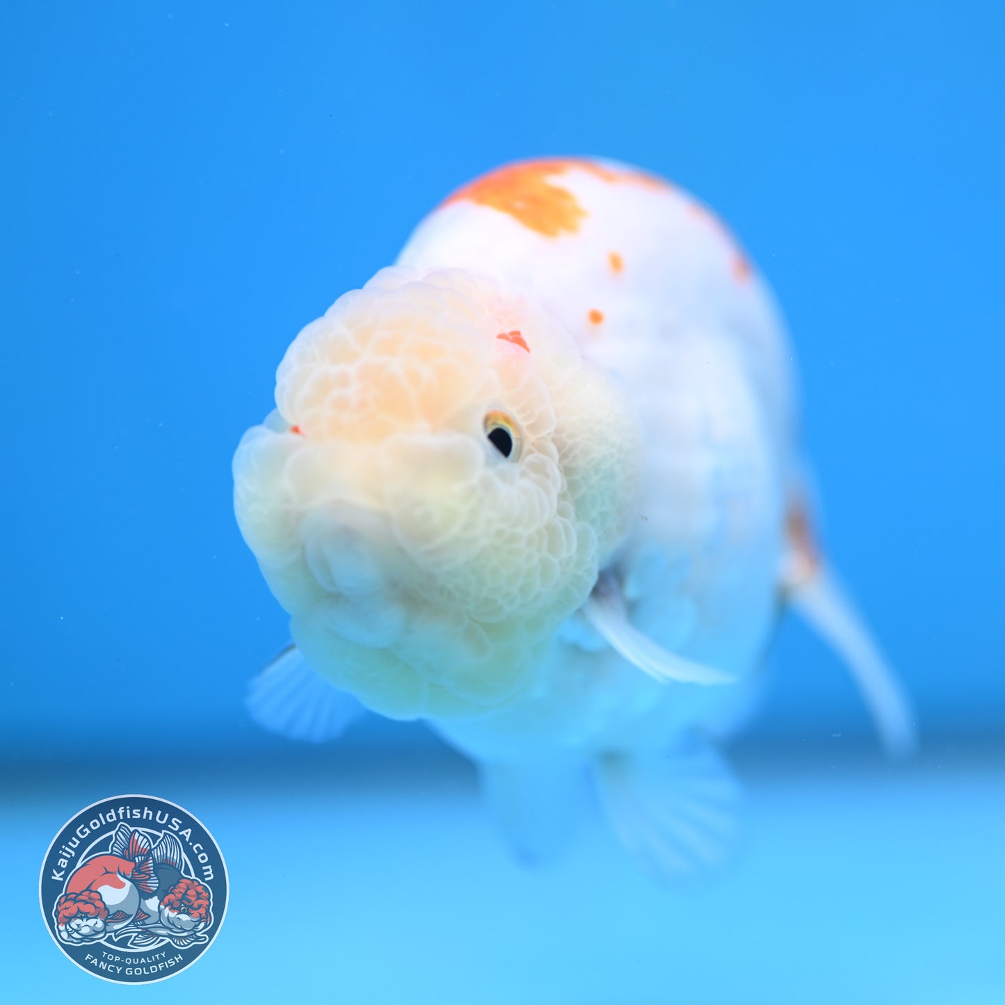 Rare Lemon Sakura Ranchu 4 inch Body (260116_RC01)