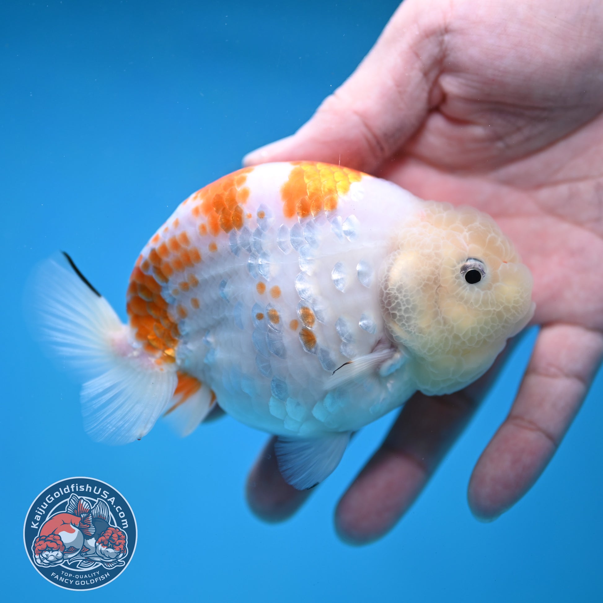 Rare Lemon Sakura Ranchu 4 inch Body (260116_RC01)