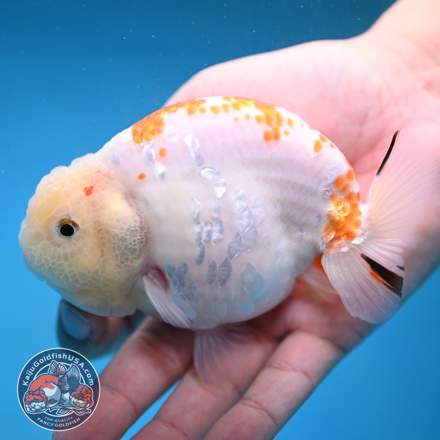 Rare Lemon Sakura Ranchu 4 inch Body (260116_RC01)