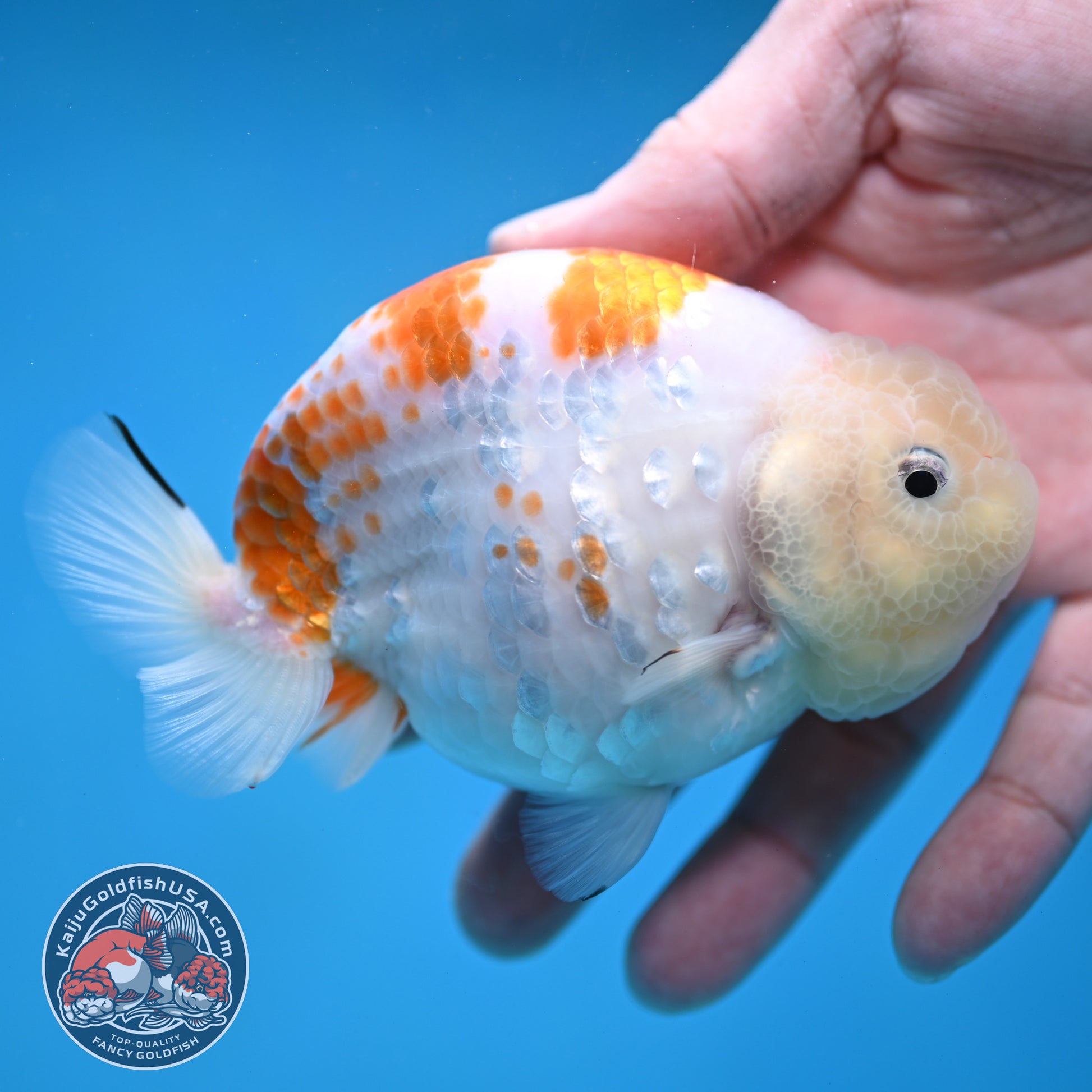 Rare Lemon Sakura Ranchu 4 inch Body (260116_RC01)