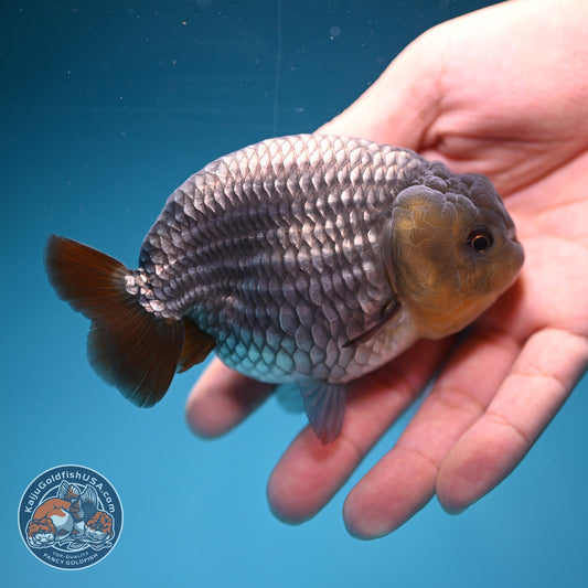 Rare Sapphire Blue Ranchu 4 inch Body (260918_RC02)