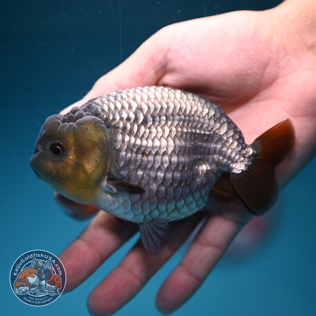Rare Sapphire Blue Ranchu 4 inch Body (260918_RC02)
