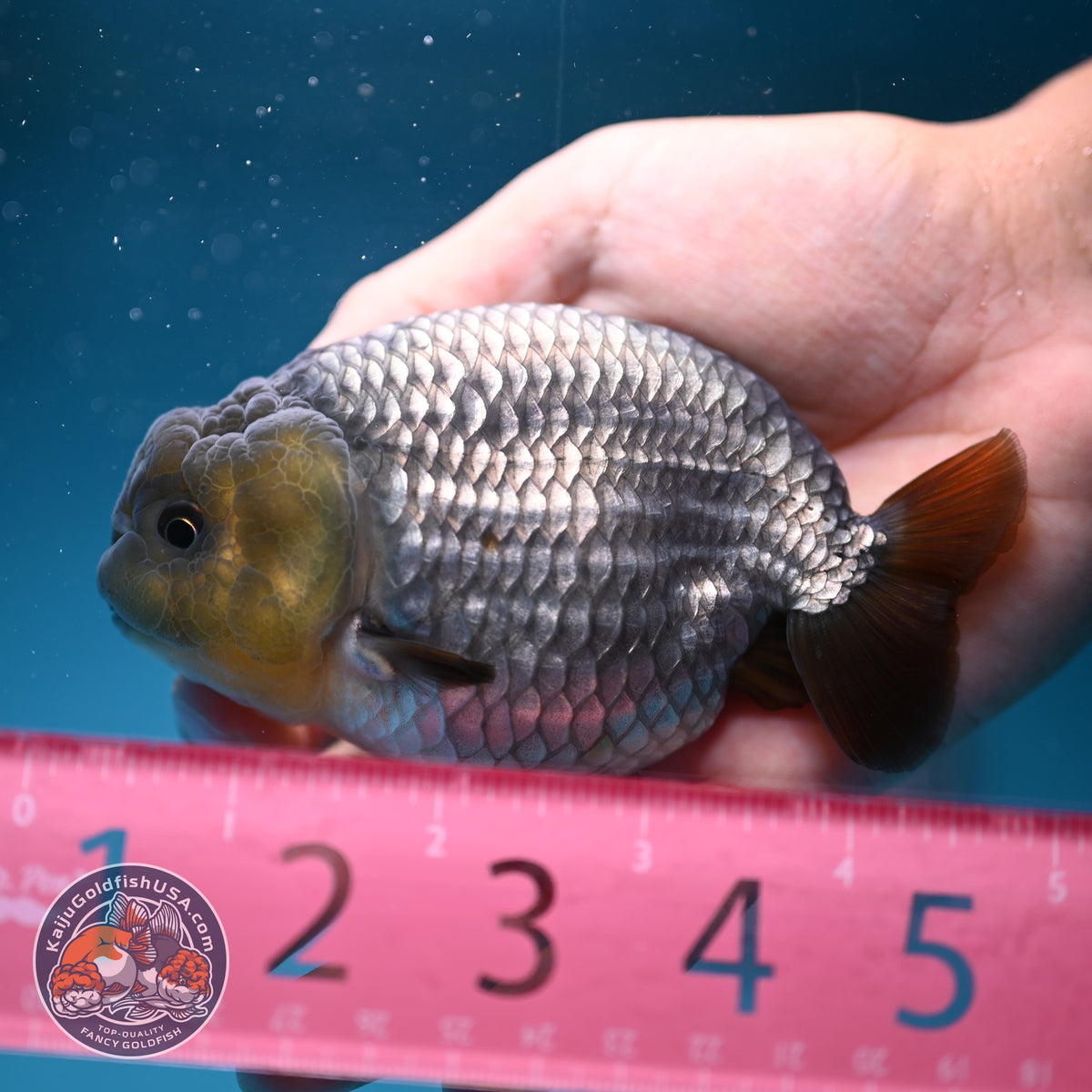 Rare Sapphire Blue Ranchu 4 inch Body (260918_RC02)