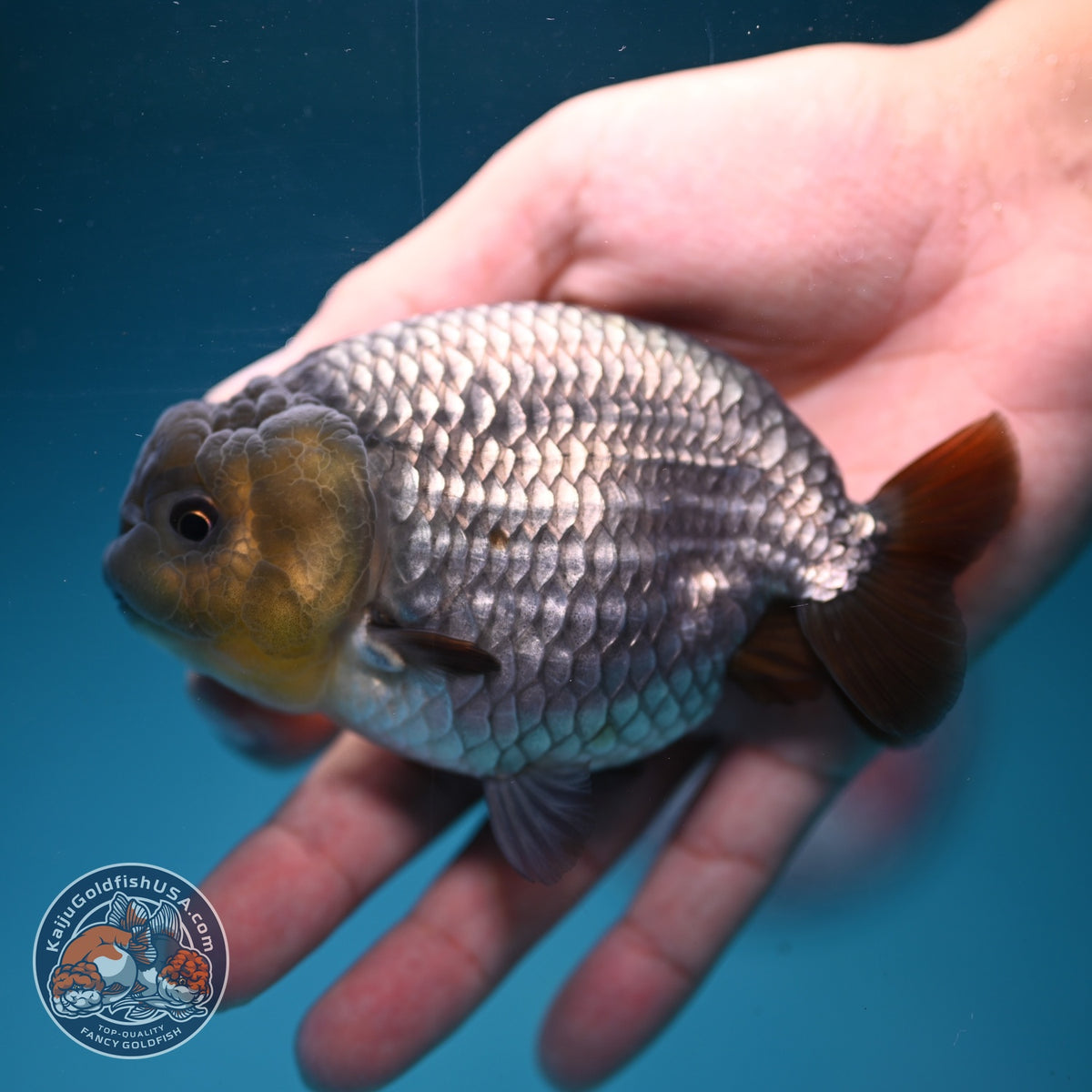Rare Sapphire Blue Ranchu 4 inch Body (260918_RC02)