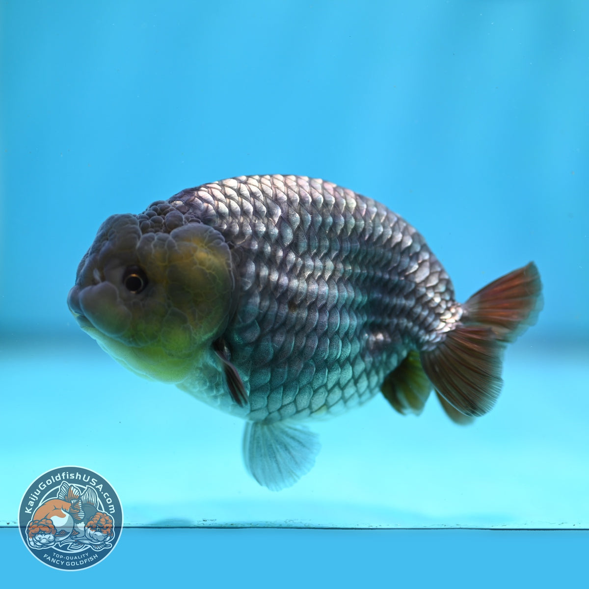 Rare Sapphire Blue Ranchu 4 inch Body (260918_RC02)