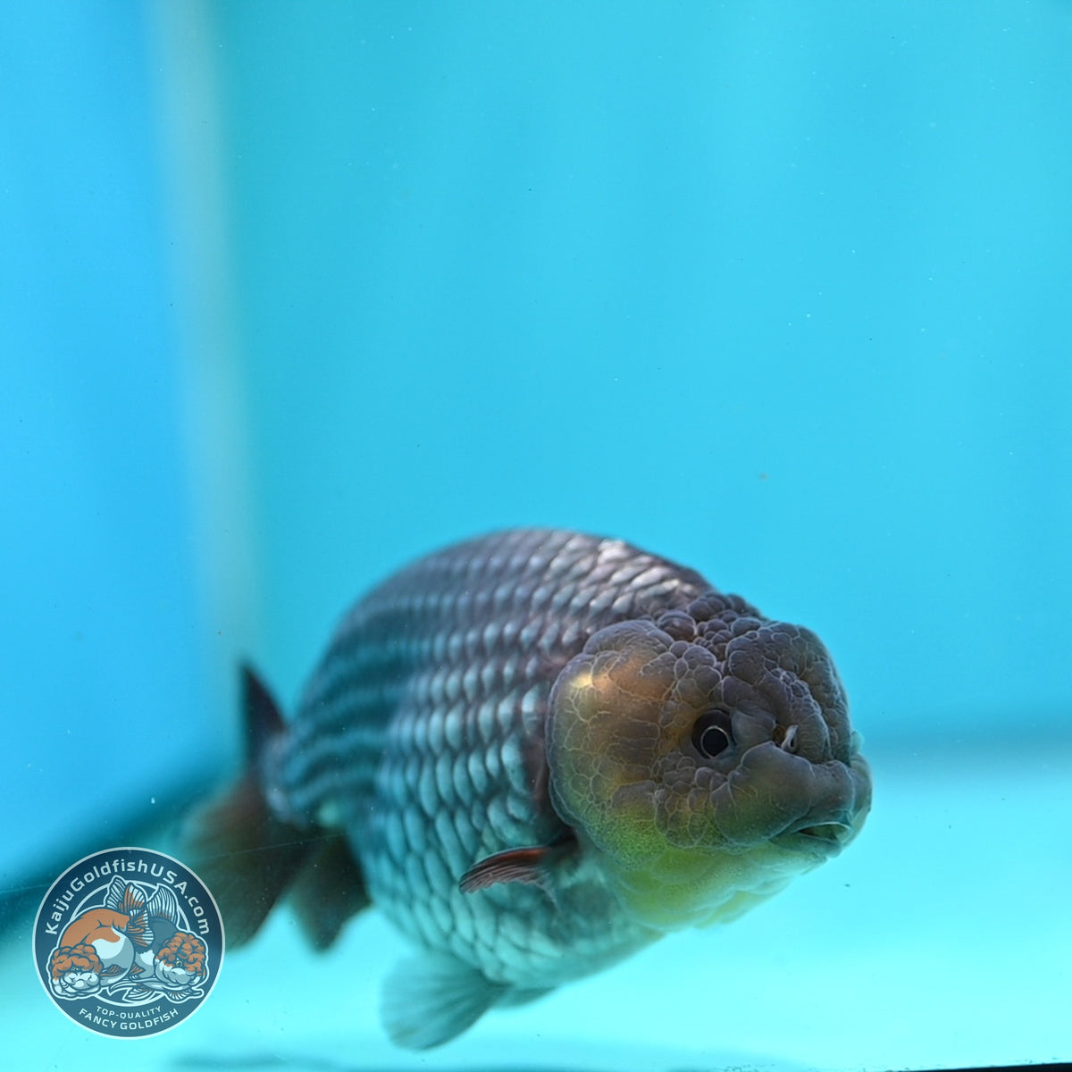 Rare Sapphire Blue Ranchu 4 inch Body (260918_RC02)