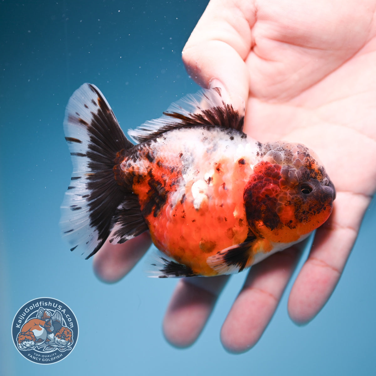 Rare Shogun Inverted Kirin Oranda 3.5 inch Body (260918_OR17)